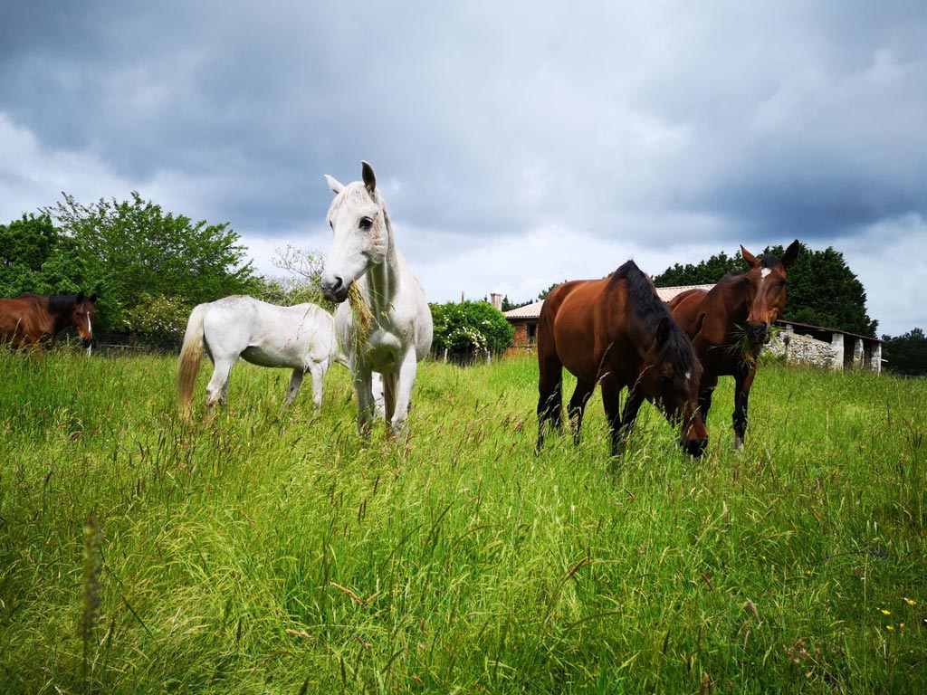 Cardin Equestrian Center