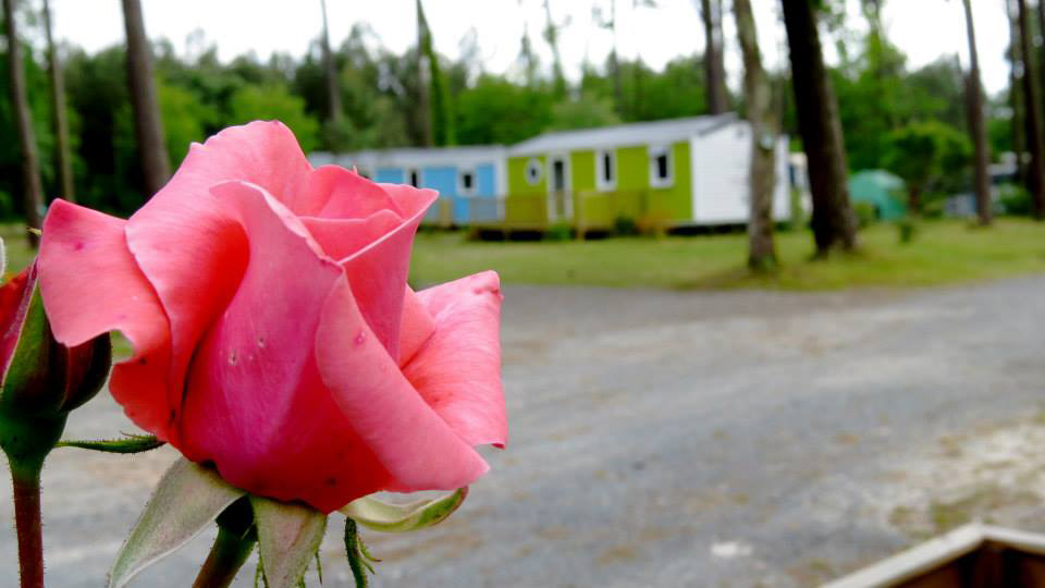 Camping Vert Bord'eau