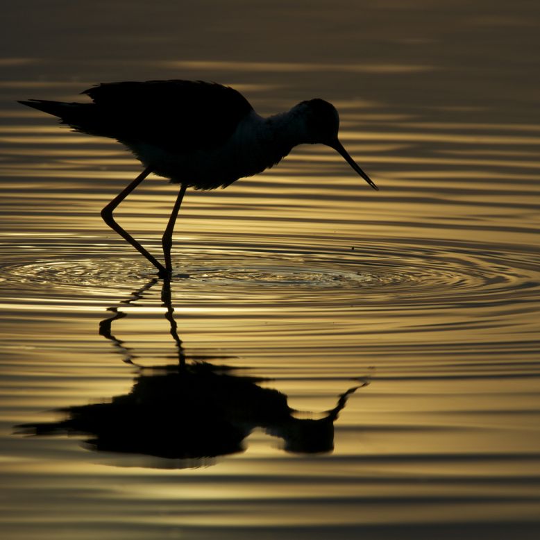 Teich Ornithological Reserve