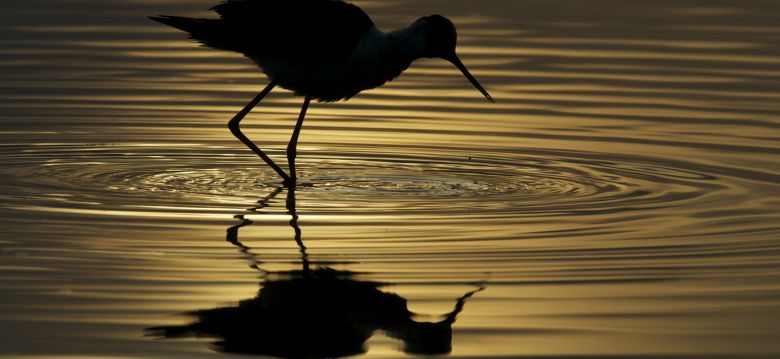 Teich Ornithological Reserve