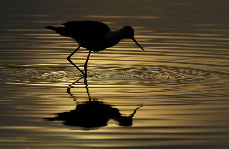 Teich Ornithological Reserve
