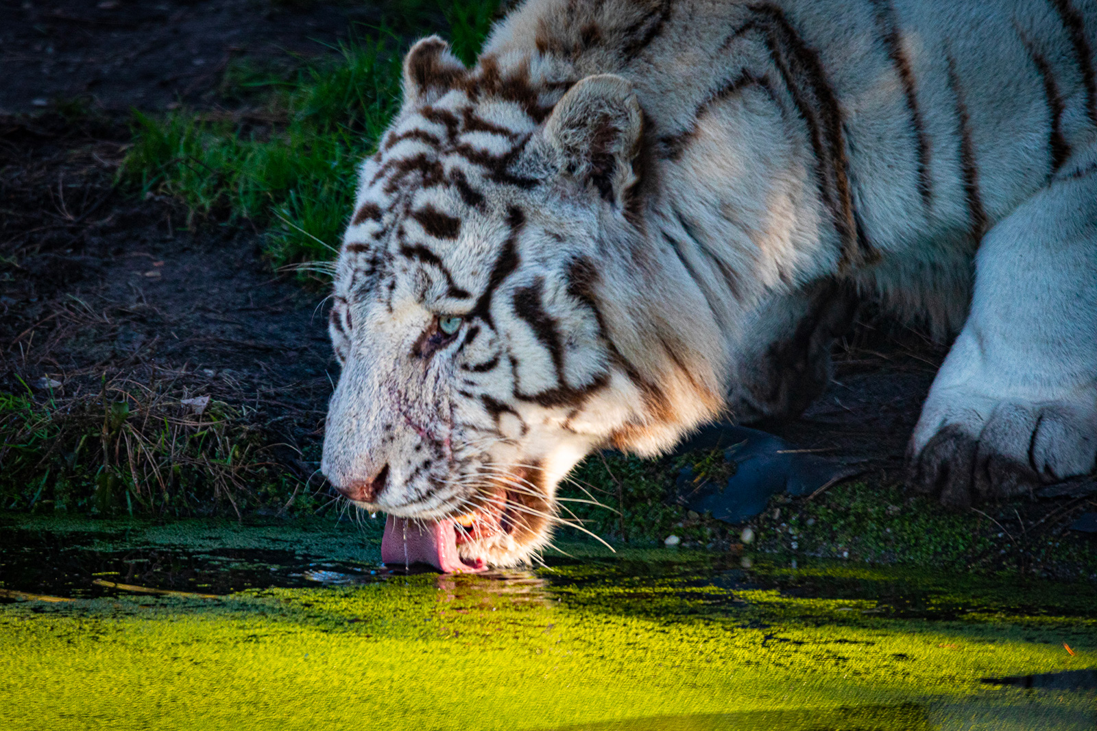 Head for the Bordeaux Pessac Zoo - Zoological park near Bordeaux