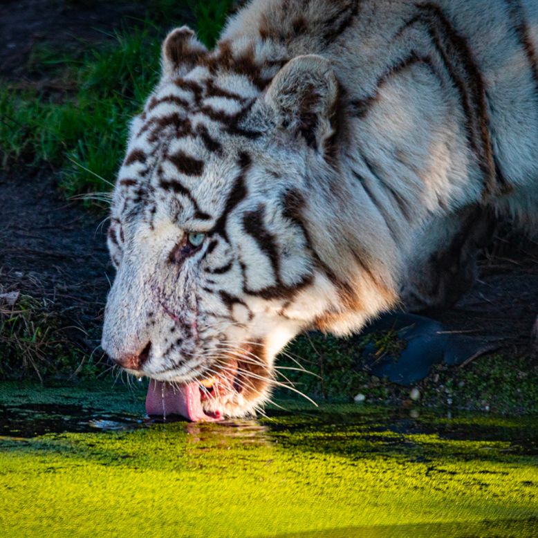 Zoo de Bordeaux Pessac