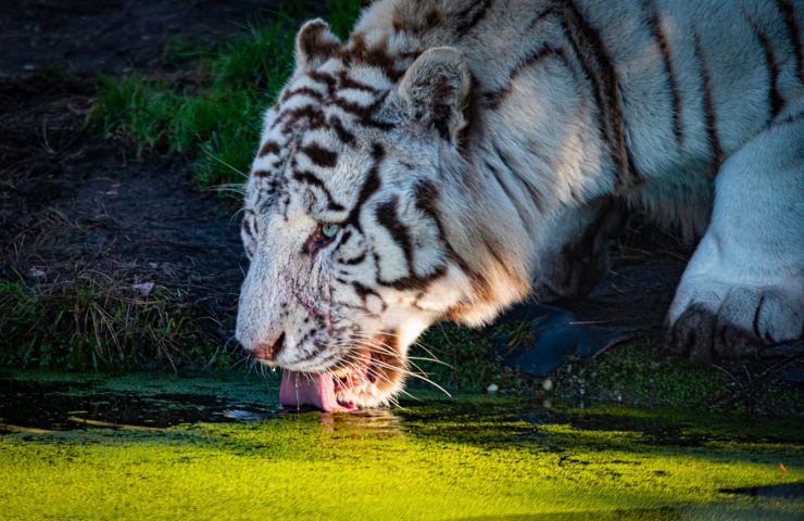 Bordeaux Pessac Zoo