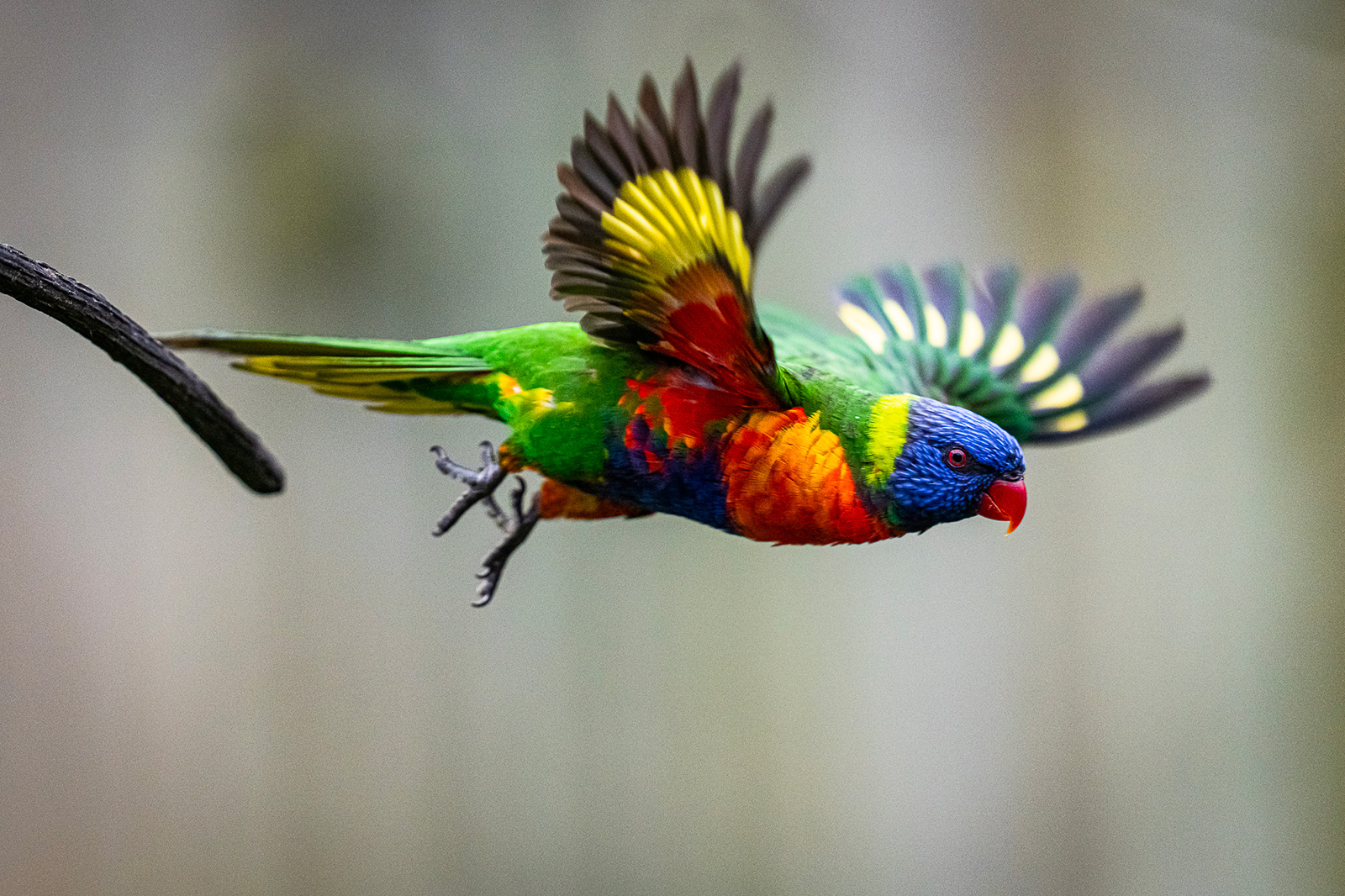 Zoo de Bordeaux Pessac