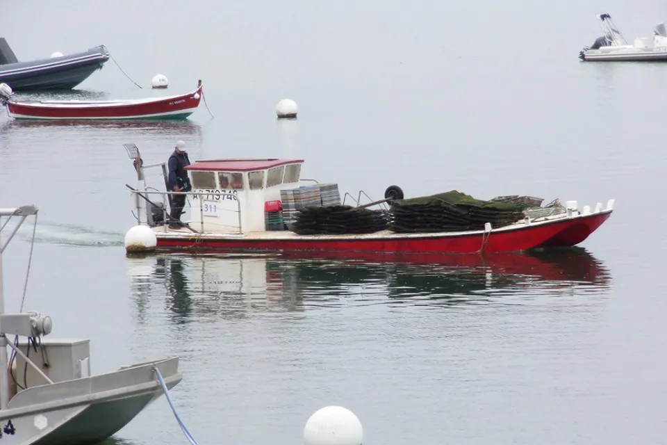 Huîtres du Cap Ferret SCEA LB