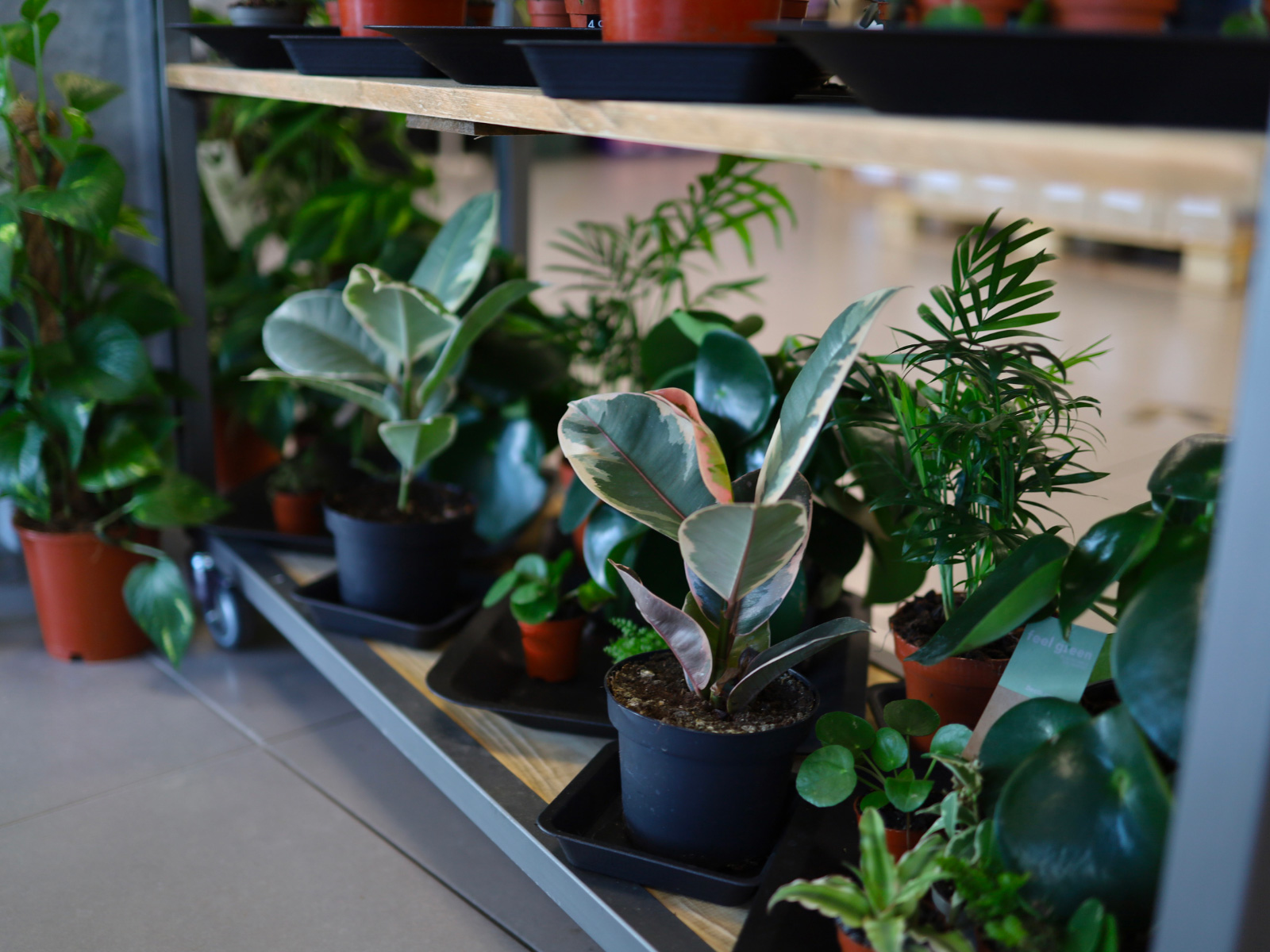 Le Growshop Biganos