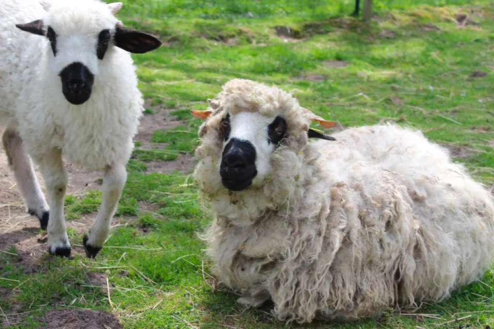Les Z'animaux de Babou