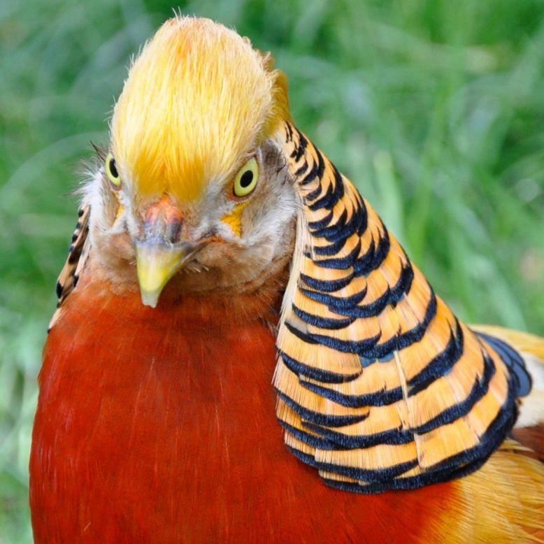 Animalia Parc