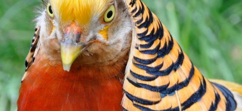 Animalia Parc