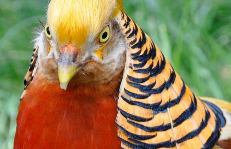 Animalia Parc