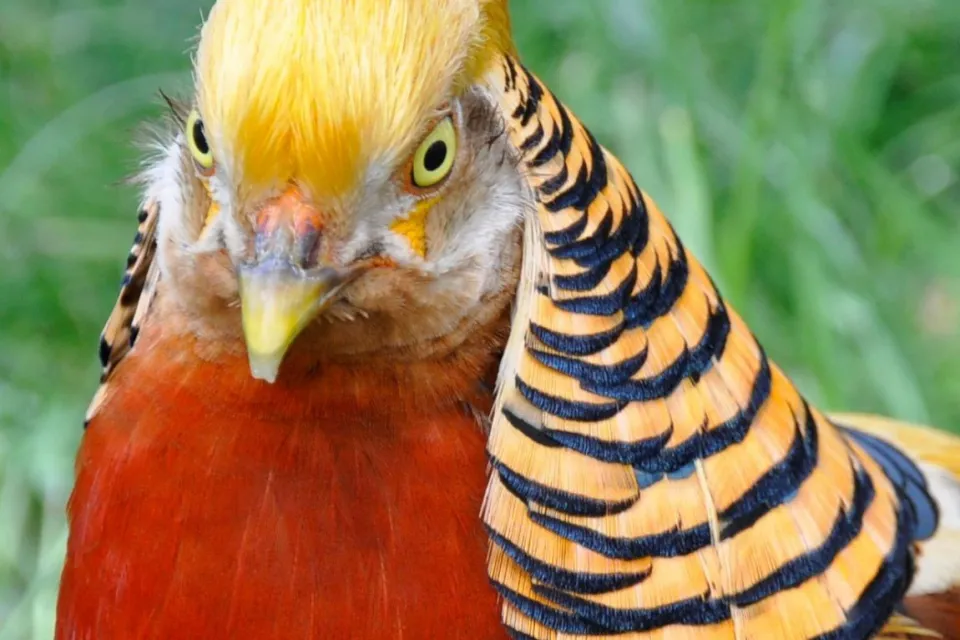 Animalia Parc