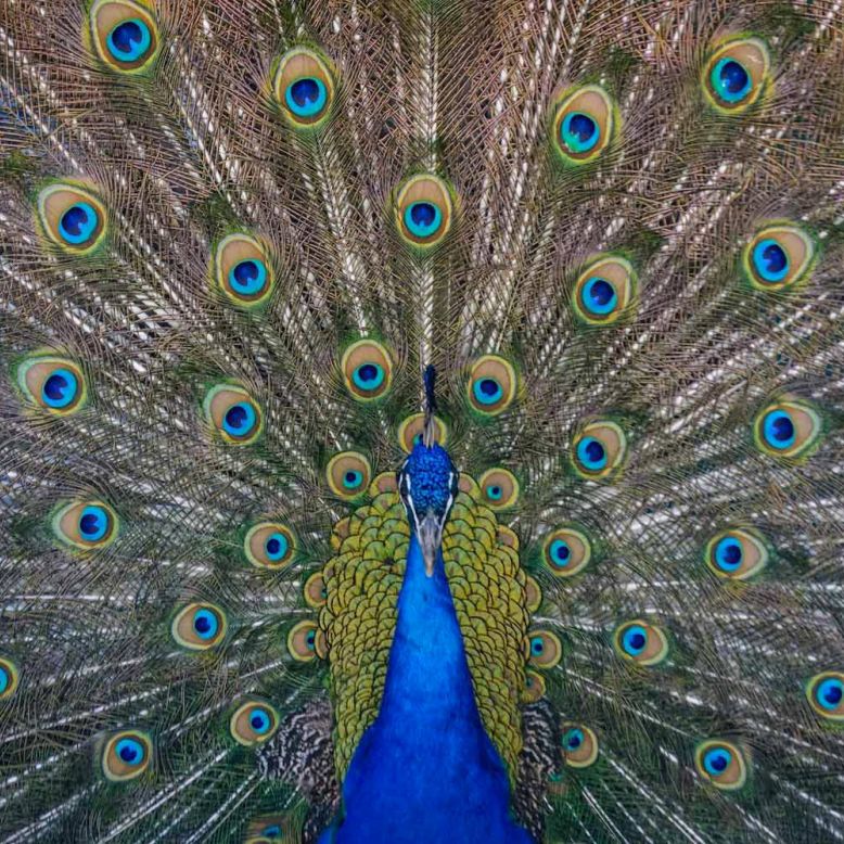 Animalia Parc