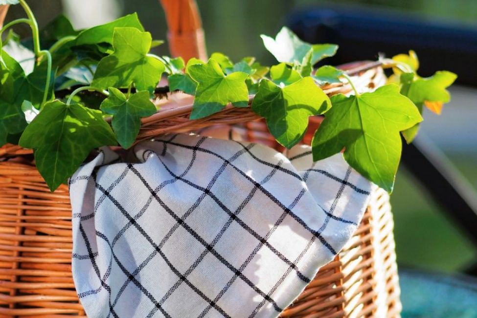 Des Vignes et des Songes