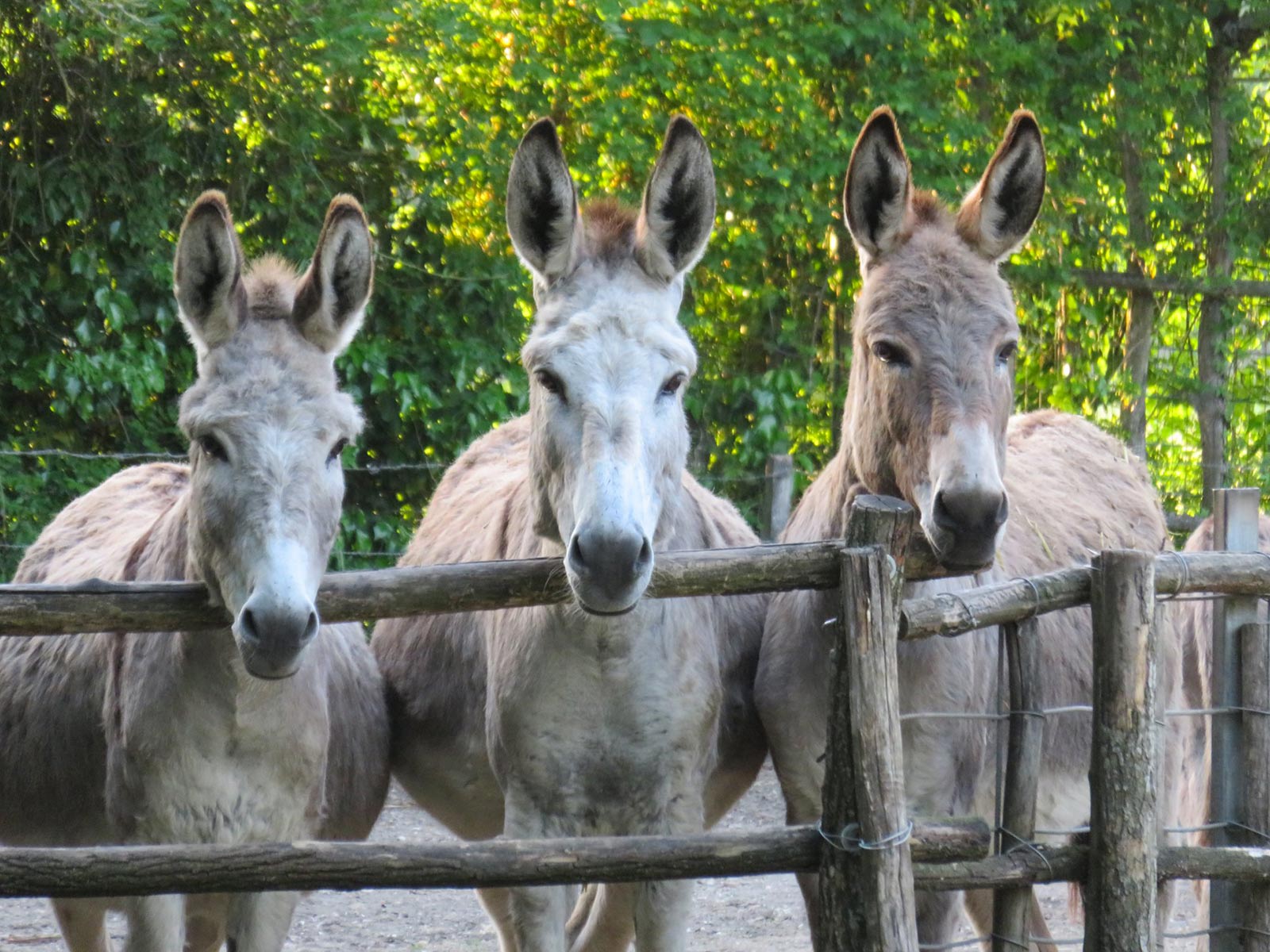 Poney - Parc animalier à Bordeaux, Zoo avec Activités - La Ferme