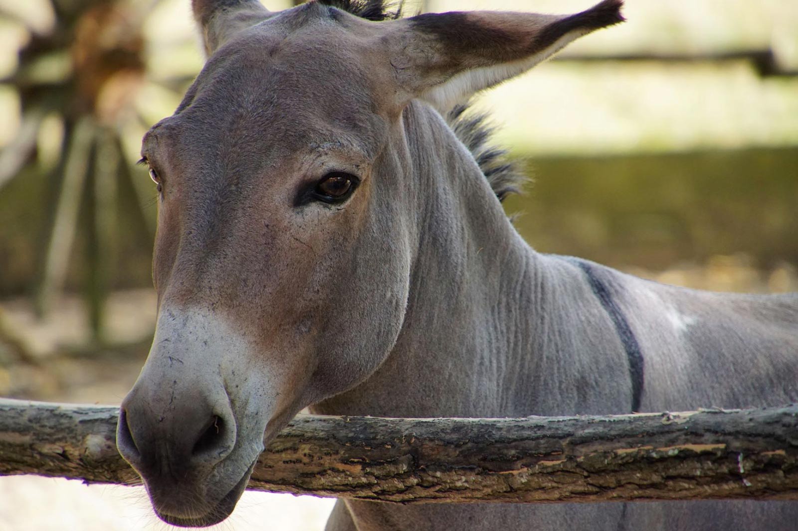 Poney - Parc animalier à Bordeaux, Zoo avec Activités - La Ferme