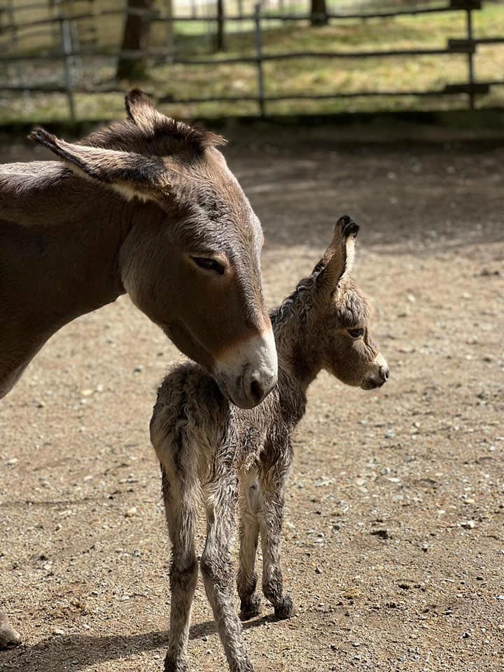 Poney - Parc animalier à Bordeaux, Zoo avec Activités - La Ferme