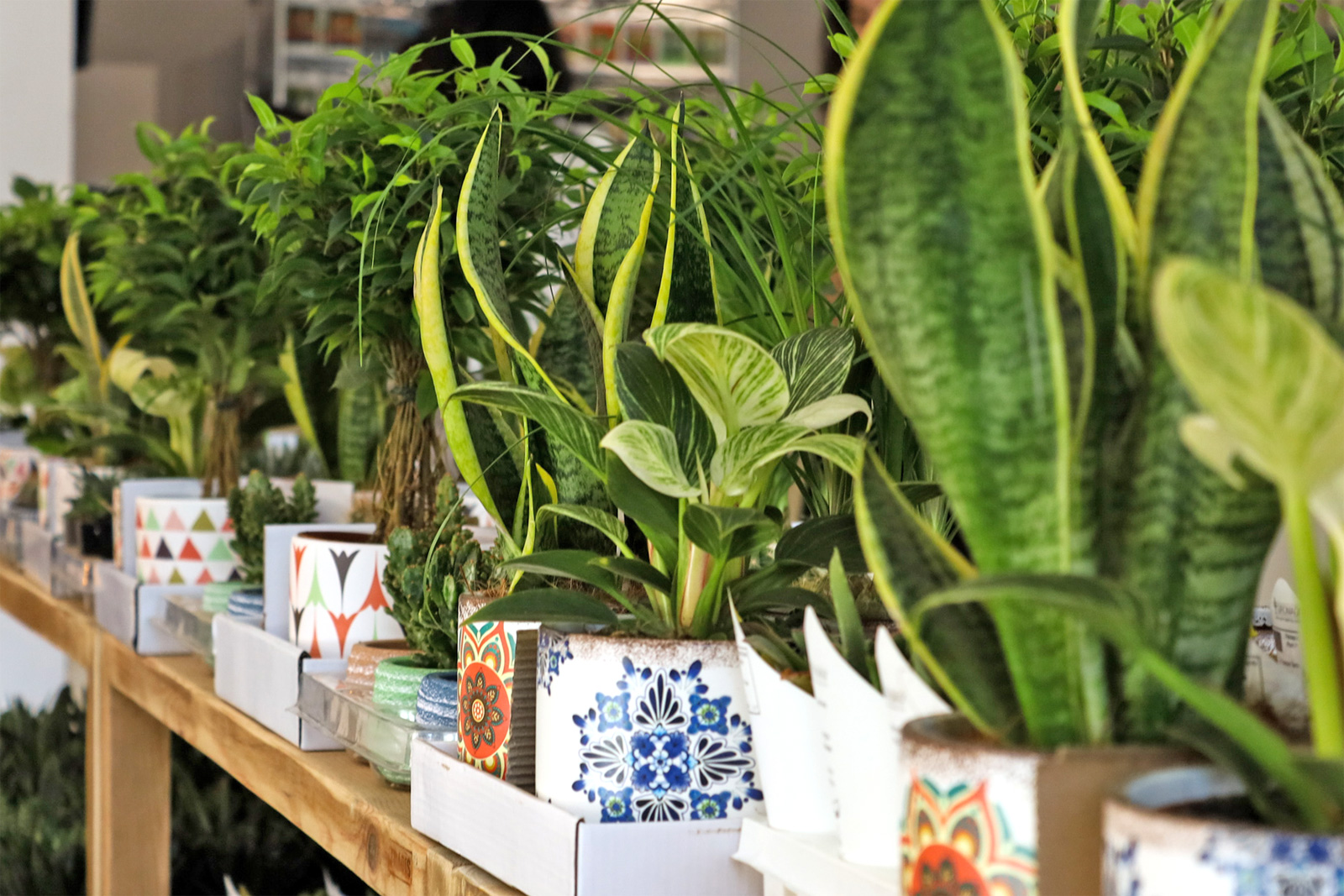 Growing plants in an apartment: indoor cultiva ...
