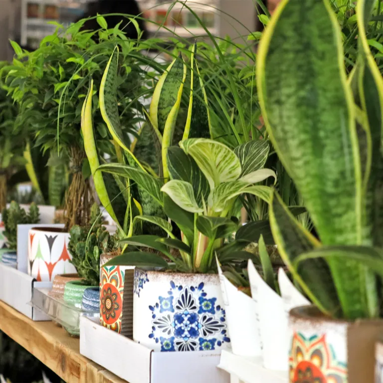 Growing plants in an apartment: indoor cultiva ...
