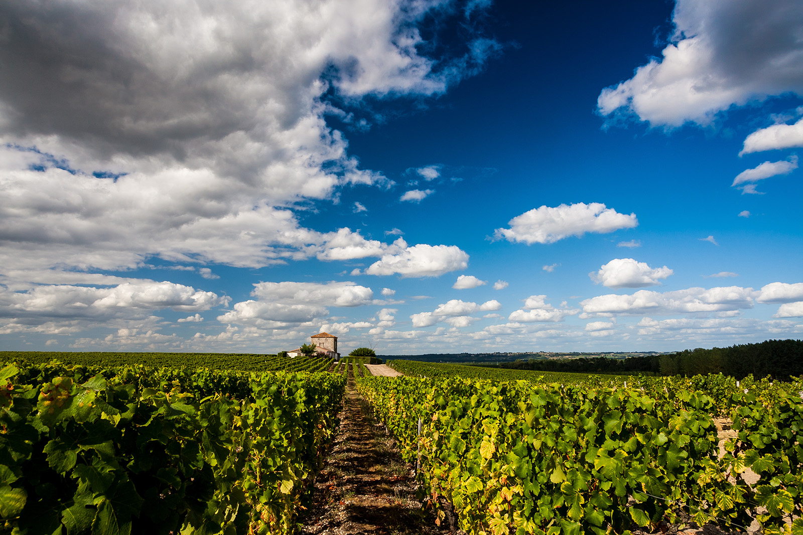 Vacances originales en Gironde : Escapade dans le Sauternais et le sud-Gironde