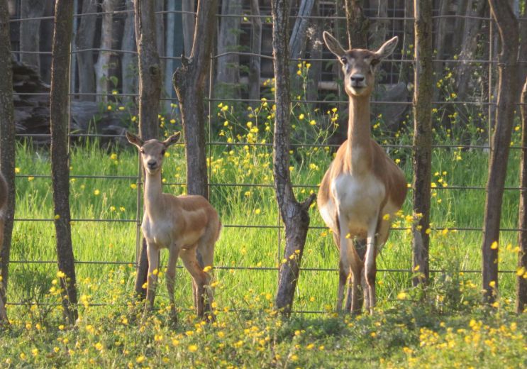 La Ferme Exotique, un parc animalier ludique e ...