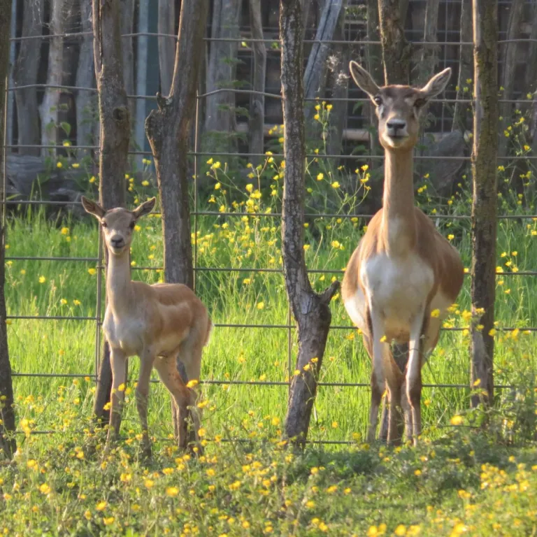 La Ferme Exotique, un parc animalier ludique e ...