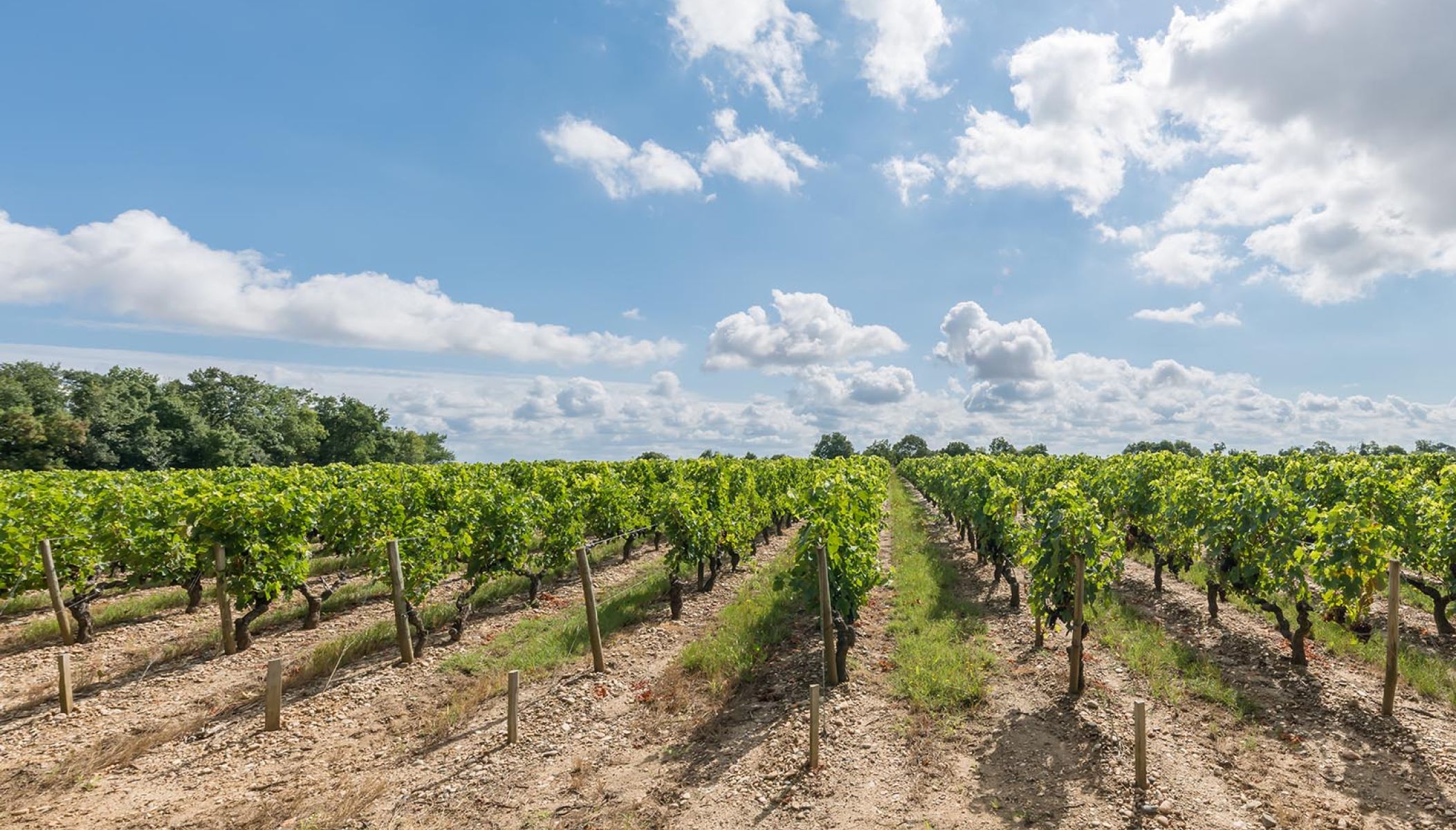 Visiter Saint-Estèphe, un joyau du Médoc où les grands crus sont à l’honneur