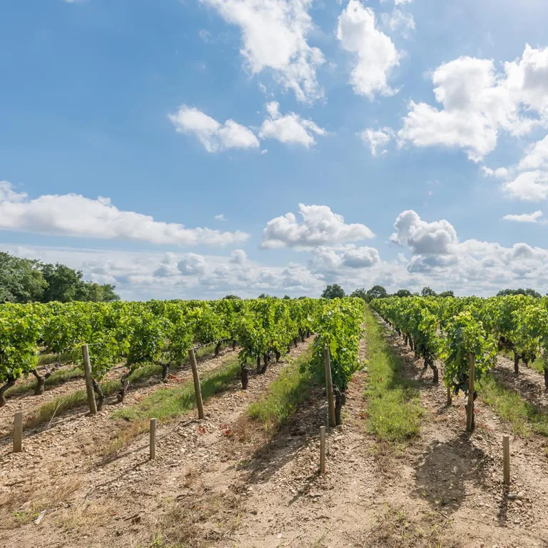Visiter Saint-Estèphe, un joyau du Médoc où le ...