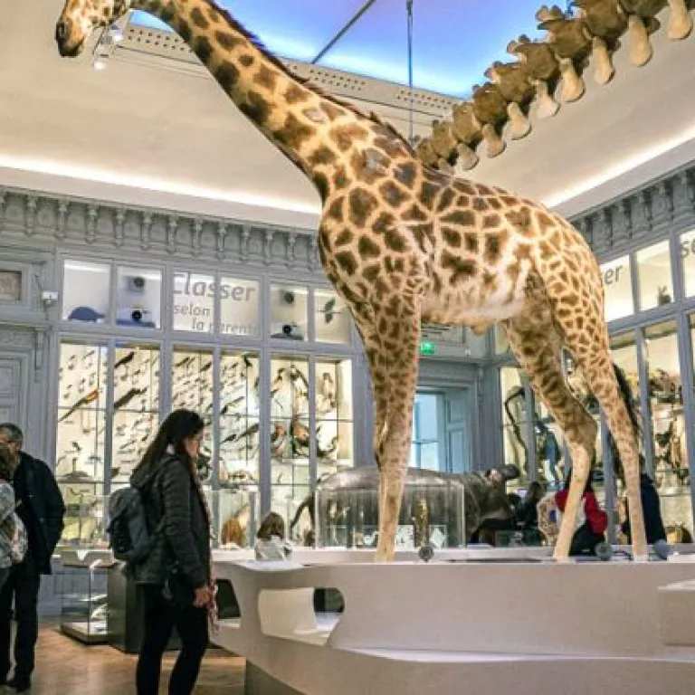 Visite du Muséum Bordeaux, à côté du Jardin public