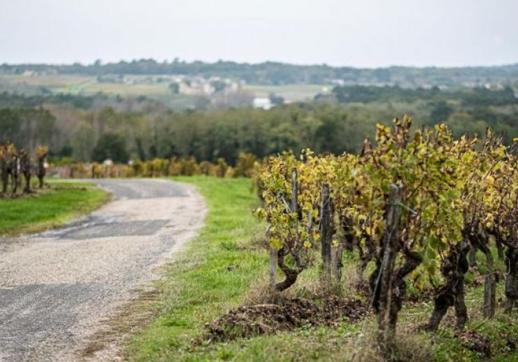 Élaboration et dégustation de vin Sauternes