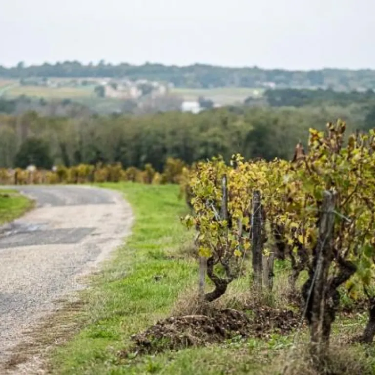Élaboration et dégustation de vin Sauternes