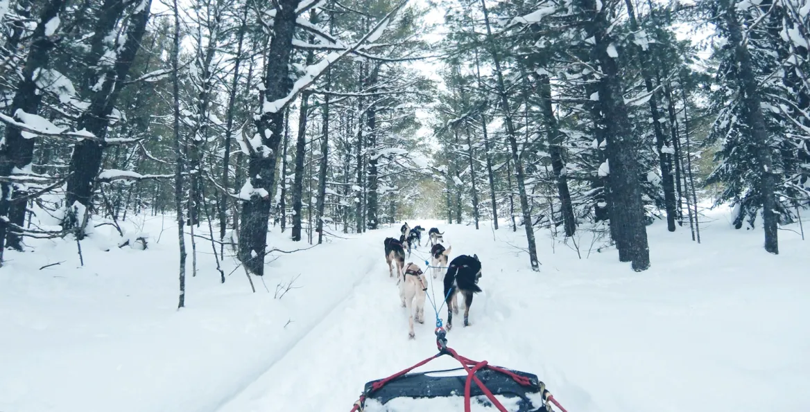 traineau a chien