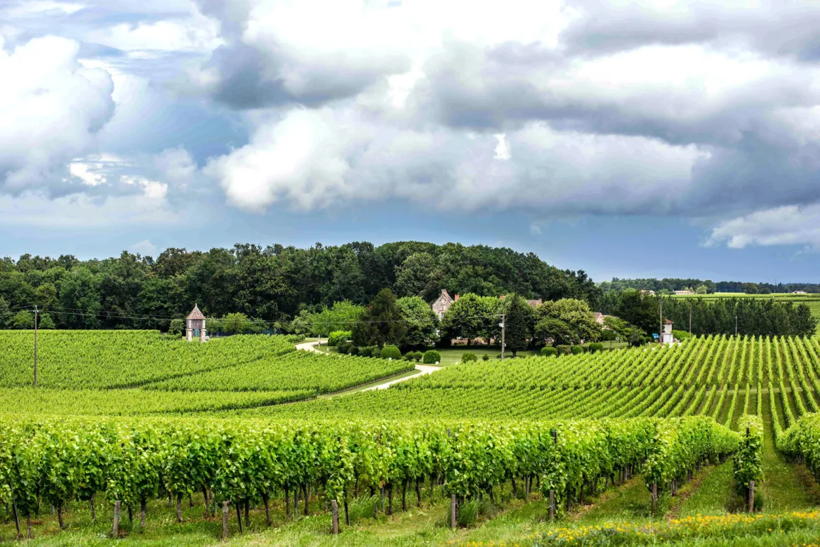 vignes