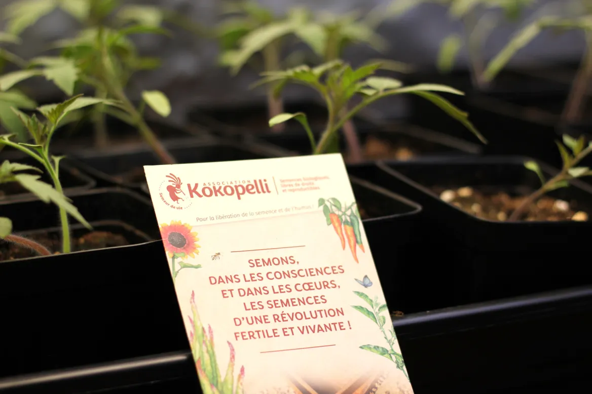 Kokopelli seeds