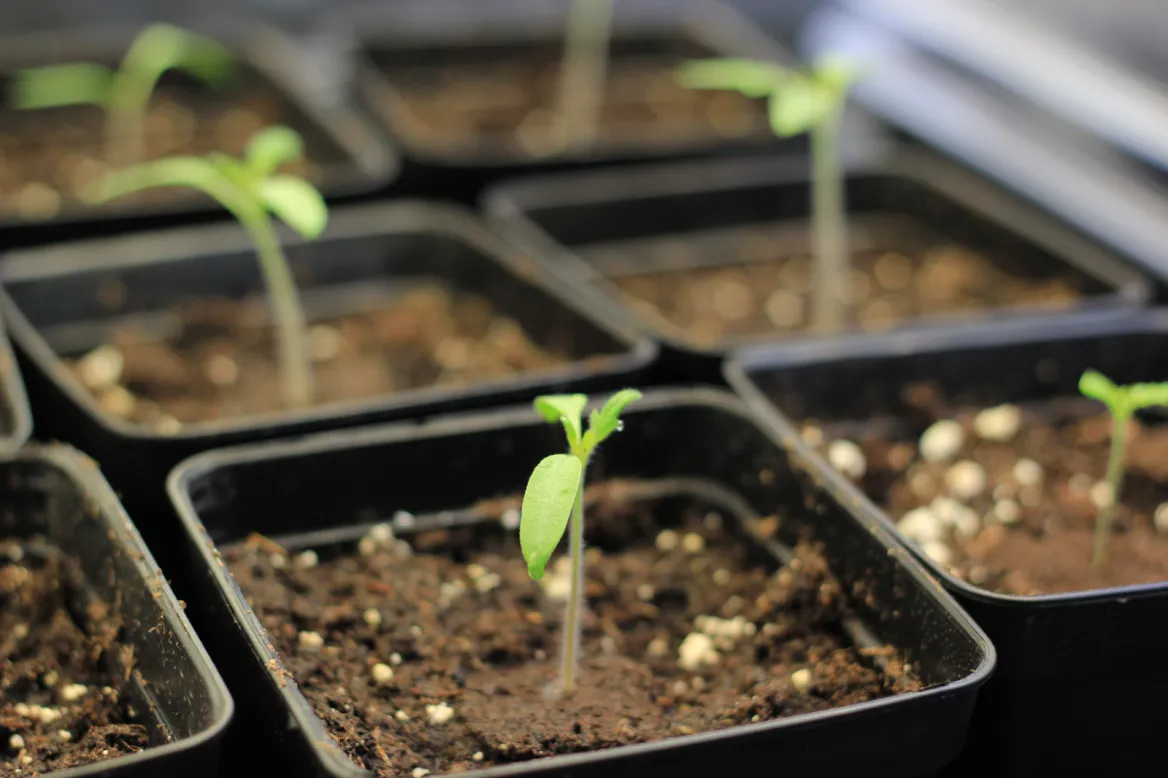 Semi cultivation