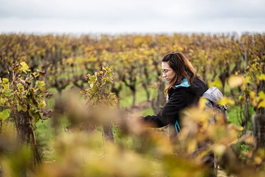 Route des vins