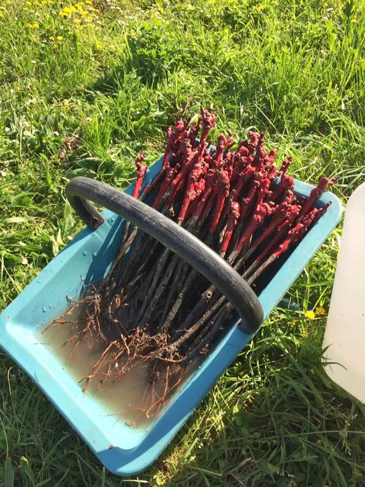 Chateau Gaubert