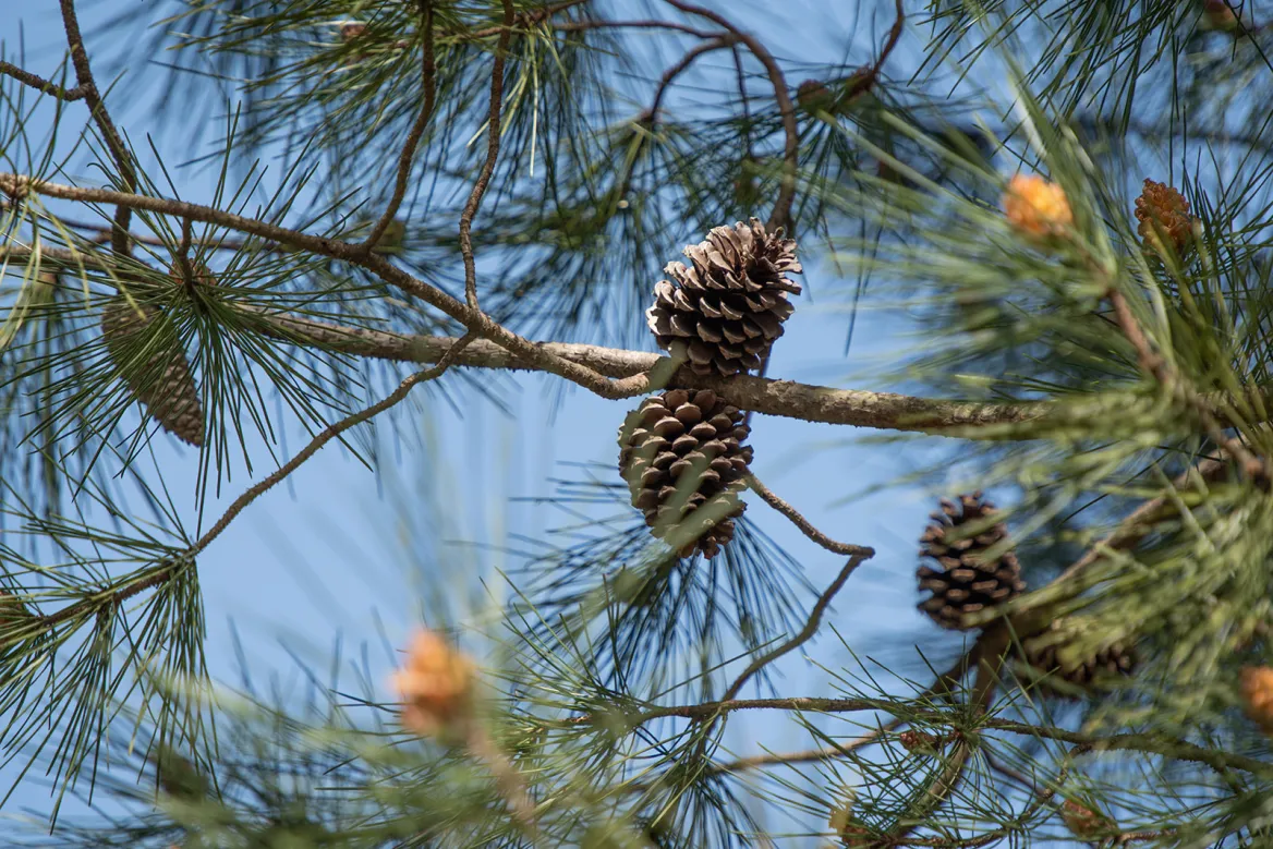 Pigne ©-Julie-Warnier-Photographies