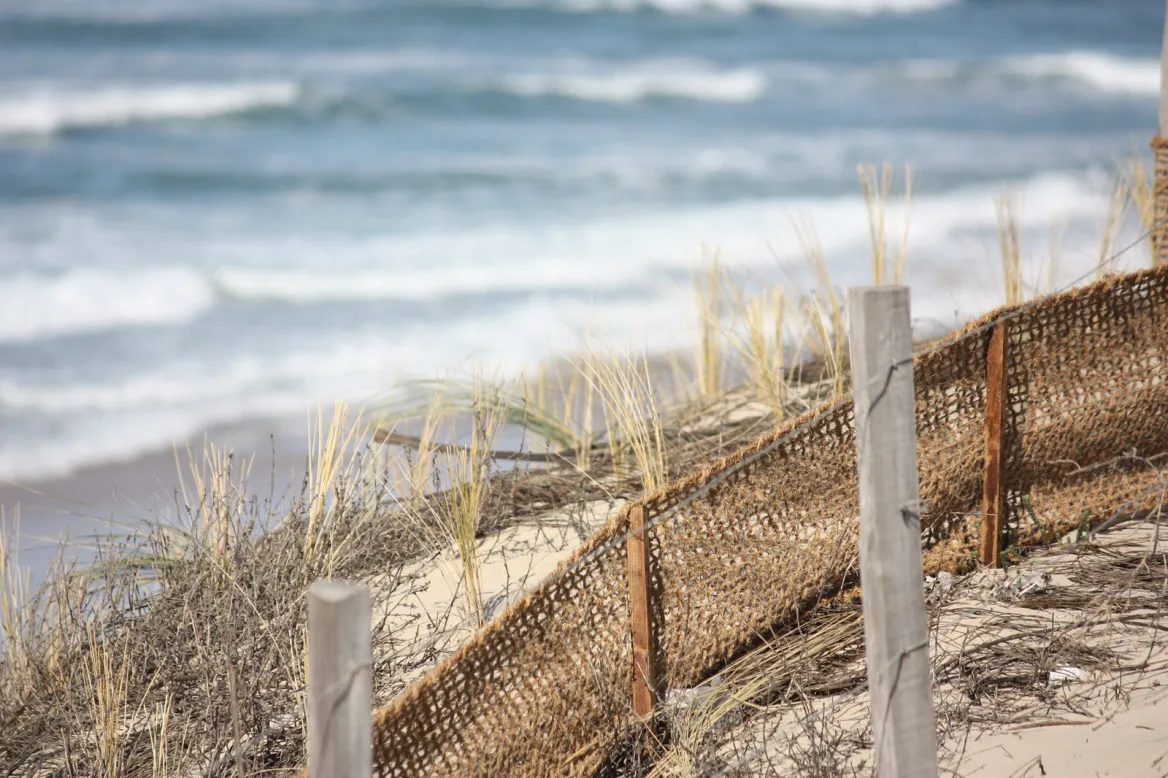 végétation dune