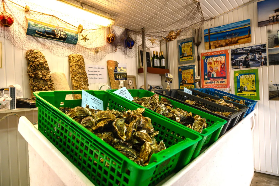 Oysters