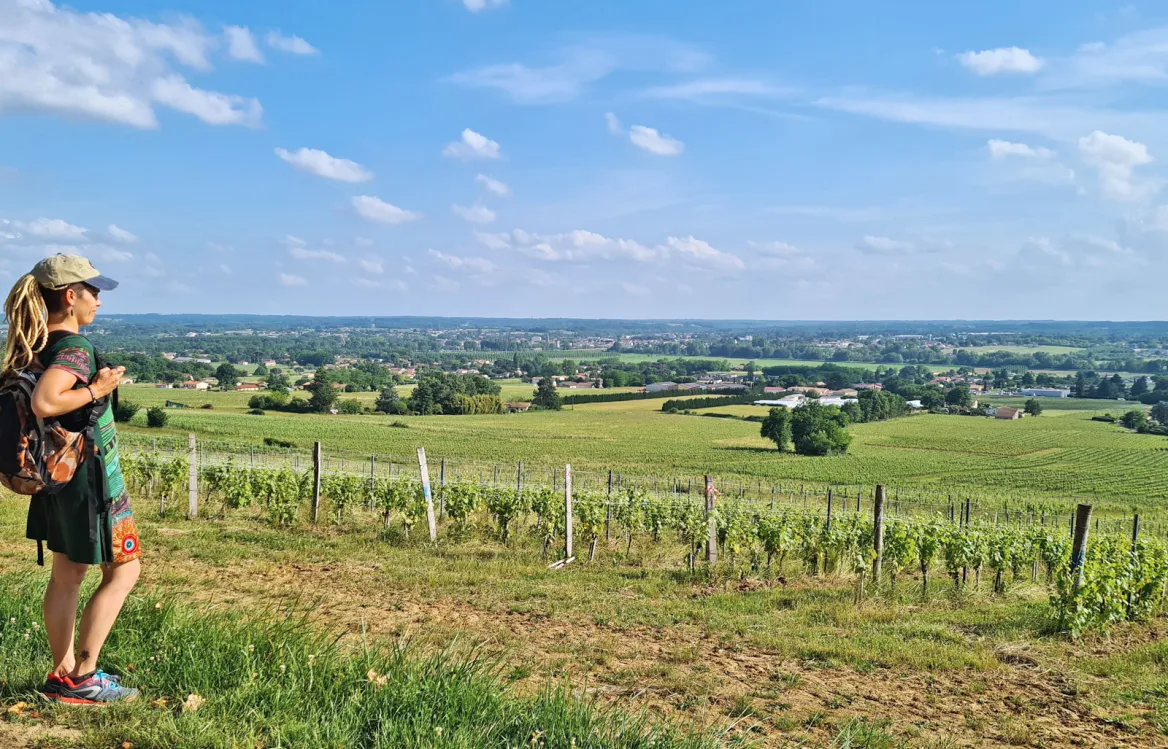 View of the Verdelais vines