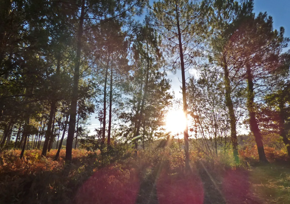Southern Medoc forest