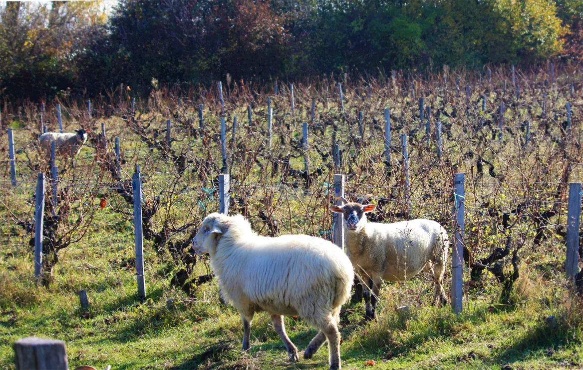 Medoc vines