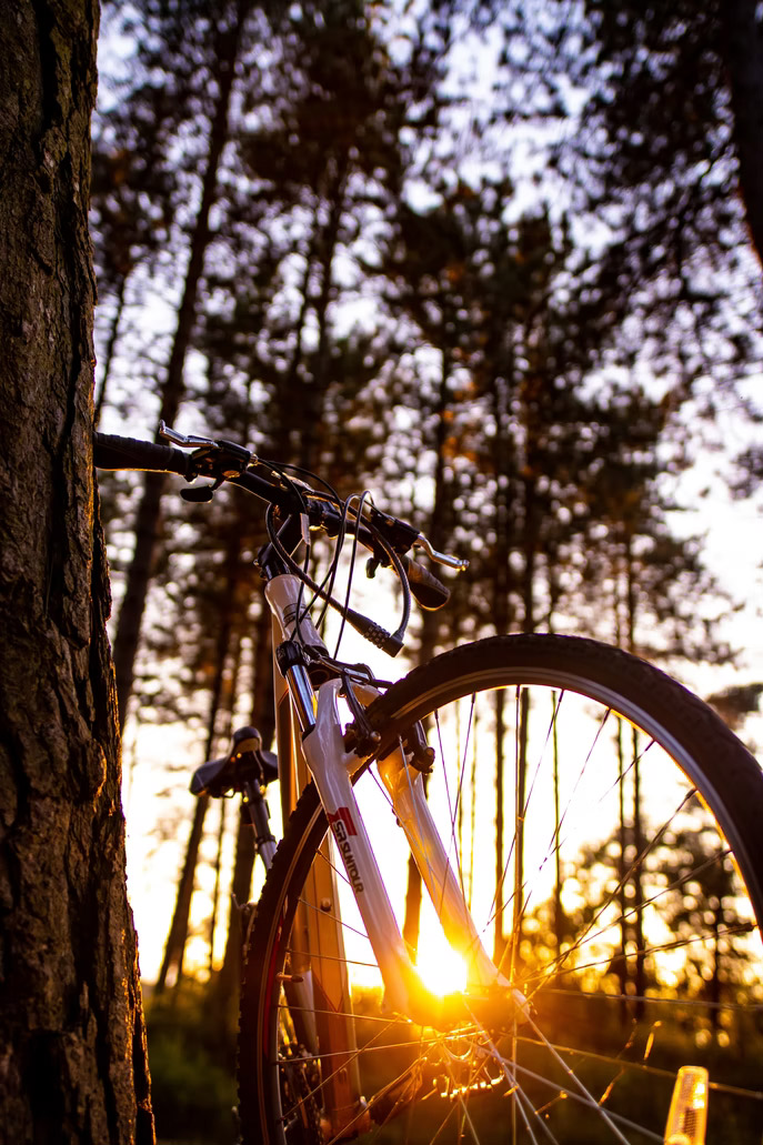 Vélo dans les pins
