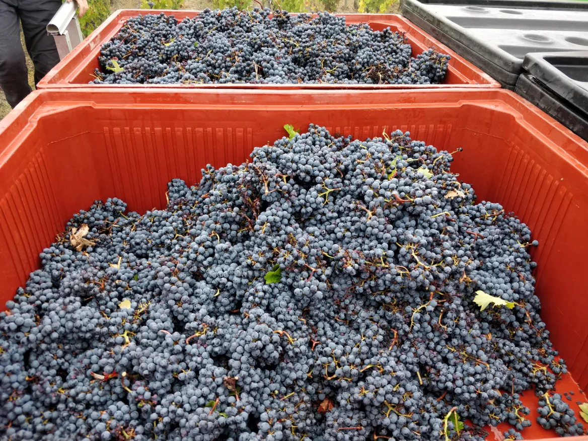 Medoc vines