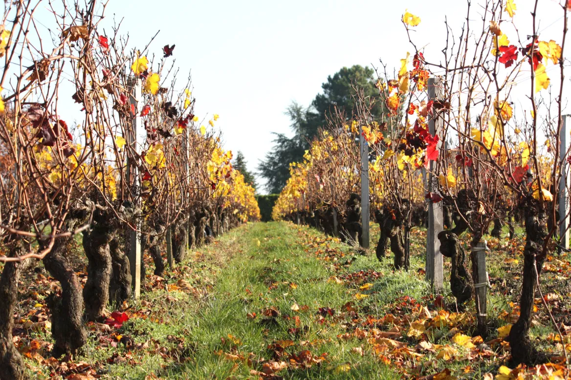 Medoc vines