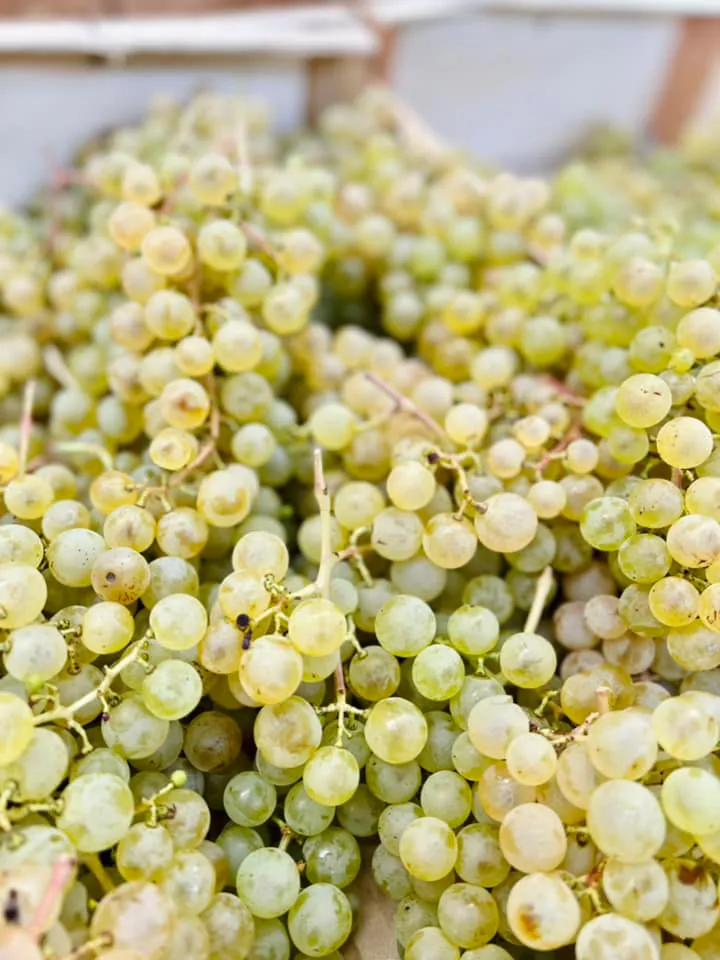 The Grapes Farming Company