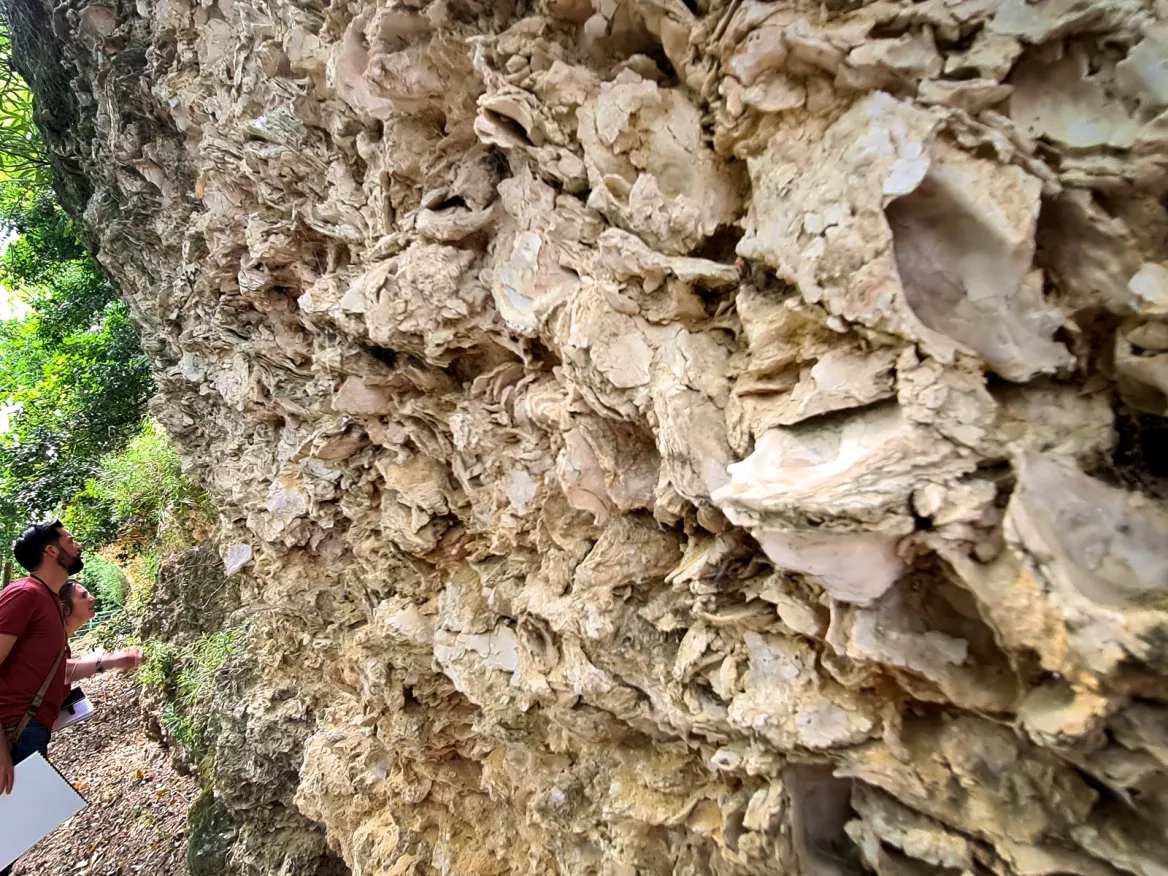 Falaises d'huîtres à Sainte Croix du Mont