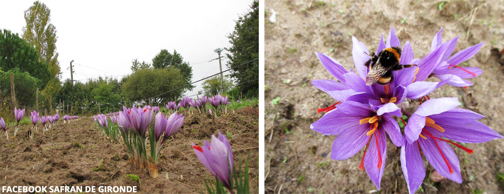 Les fleurs éclosent en octobre