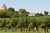 Coteaux de Blaye vineyards Photo: AdobeStock Richard Villalon